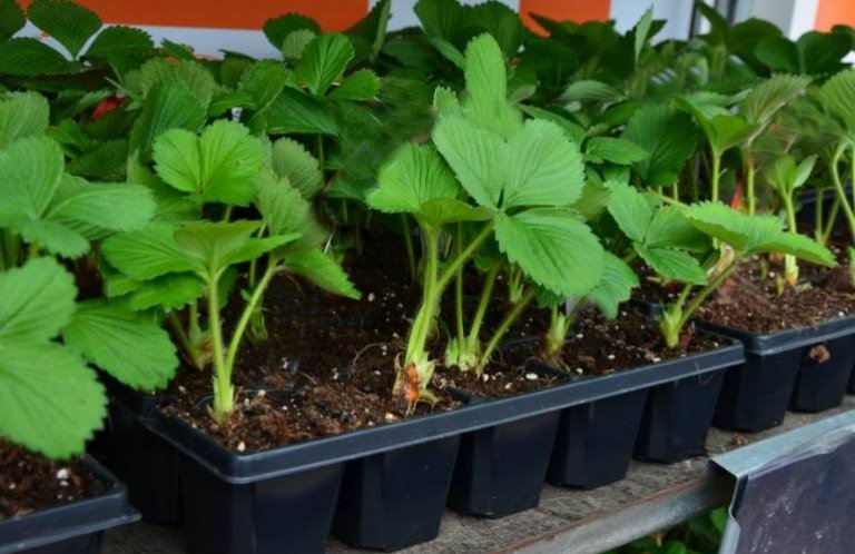 Doniczkopalety Palety rozsadowe