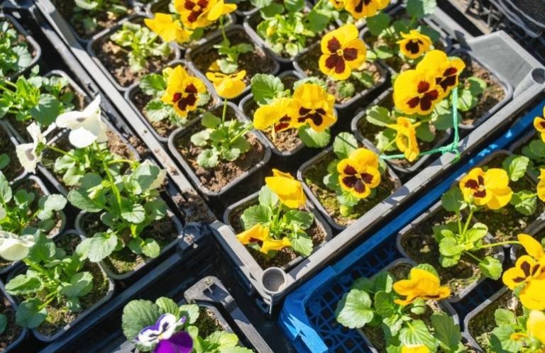 Palety transportowe i uprawowe